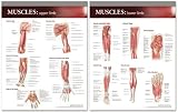 Lippincott Williams & Wilkins Atlas of Anatomy Musculature: Chart Set