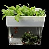 Aquaponics Fish Tank Plant Farm Water Hydroponics Ecosystem Similar to 