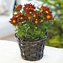 Flowers by Post - Chrysanthemum Basket