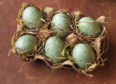 Six Blue Speckled Eggs in Carton W/ Grass