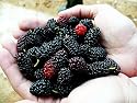 15 Black Mulberry, Morus nigra, Tree Seeds Hardy, Adaptable, Edible Fruit, Attracts Birds, Wildlife Food, Shade Tree, Drought, Salt and Wind Tolerant By Seeds and Things