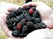 15 Black Mulberry, Morus nigra, Tree Seeds Hardy, Adaptable, Edible Fruit, Attracts Birds, Wildlife Food, Shade Tree, Drought, Salt and Wind Tolerant By Seeds and Things