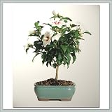 Hibiscus Bonsai Tree | Lil Kim Flowering Nursery Direct from Joebonsai