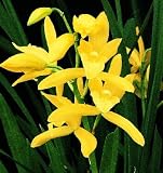 Cym Miami Moon (4n) x Cym Golden Elf 