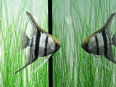 Cover image : 極めるシリーズ 熱帯楽園 淡水魚の世界