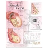 The Female Breast Anatomical Chart