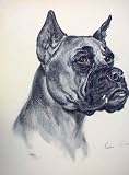 MASTIFF DIANA THORN OLD DRAWINGS DOG PRINT
