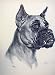 MASTIFF DIANA THORN OLD DRAWINGS DOG PRINT