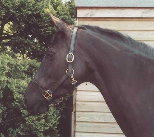 Heritage English Leather Horses Headcollar