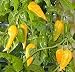 Fatalii Yellow Habanero Pepper Plant