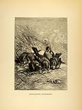 1885 Lithograph Sparrows Passeridae Old World Birds Wild Animals Habitat Fauna - Original Lithograph