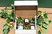 Kumquats Gift Box of 3 selected jars of marmalades/pepper marmalades/ginger marmalade...