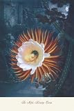 Art Poster, The Night-blowing Cirius - 20x30