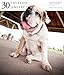 Dog 2014 Gallery Calendar