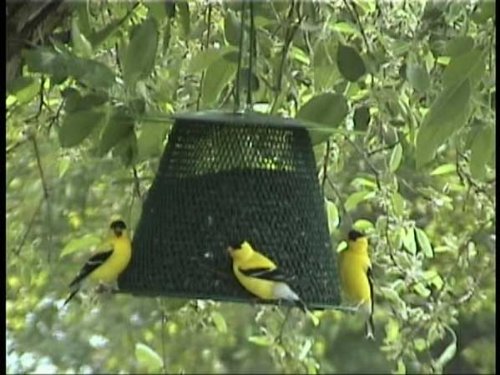 No/No Bird Feeder w/Roof Damage Resistant