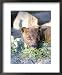 Fossa, Male Captive, Madagascar Animals Framed Art Poster Print by Mike Powles, 18x22