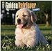 Golden Retriever Puppies 18-Month 2015 Calendar