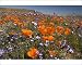 Photographic Prints of Californian Poppy and violet Davy Gilia (Gilia latiflora ssp. davyi) cover from Ardea Wildlife Pets