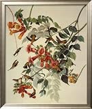Ruby-Throated Hummingbird Framed Art Poster Print by John James Audubon, 22x26