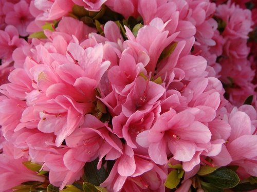 ツツジ 久留米ツツジ 【 麒麟（キリン） 】 4号ポット つつじ 苗 庭木 グランドカバー 低木