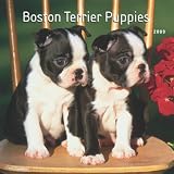 Boston Terrier Puppies 2009 Small Wall Calendar