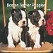 boston terrier - Boston Terrier Puppies 2009 Small Wall Calendar