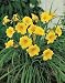 DAYLILY 'STELLA D' ORO' / 1 gallon Potted