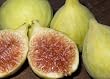 Excel Fig Tree--5 by 10 Inch Container