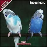 BUDGERIGAR BUDGIE 2009 WALL CALENDAR NEW SEALED