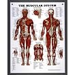 Nasco Muscular System Chart - Model SB06145U - Each