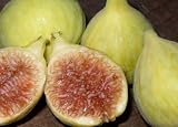 Excel Fig Tree--5 by 10 Inch Container