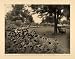 1905 Print Garden Landscape Oriental Poppies Flowers - Original Halftone Print