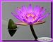 NATURE'S PHOTOGRAPHIC ARTISTRY BY DSW - Purple Water Lily In Pond - Photography Print 8