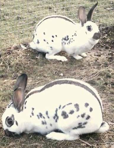 Rabbit and Cavy Culture