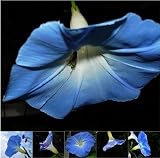 Miette Michie Photography Note Cards: Morning Glories