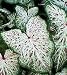 Caladium Gingerland - 3 Bulbs
