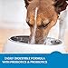 Wellness Simple Natural Grain Free Dry Limited Ingredient Dog Food, Salmon & Potato, 10.5-Pound Bag