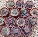Living Stone Plant - Lithops - 3" POT - Strange Plant