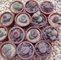 Living Stone Plant - Lithops - 3" POT - Strange Plant