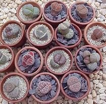 1 Potted Living Stone Plant - Lithops - 2.5" POT