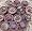 Potted Living Stone 1 Plant - Lithops