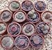 Living Stone Plant - Lithops - 2" POT - Strange Plant