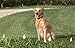 Sparky PetCo Replacement Strap For E Collars, Garmin Delta, SportDog,Petsafe & Bark Limiter Devices- Reflect.Orange