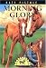 Books : Morning Glory