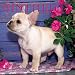 French Bulldogs 2001 Calendar