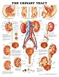 Urinary Tract Anatomical Chart