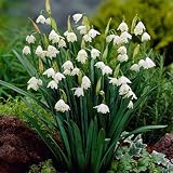 Giant Snowdrop Bulbs