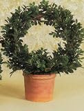 16 EVERGREEN BUXUS RING TOPIARY 2PC.