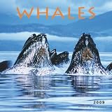 Whales 2009 Square Wall Calendar