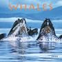 Whales 2009 Square Wall Calendar (Multilingual Edition)